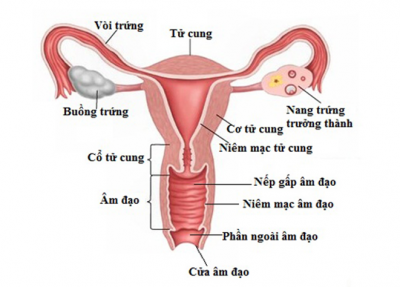 Cơ quan sinh sản của phụ nữ